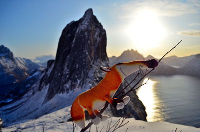 Puppet fox has reached the top of mountain with beautiful view on the rock