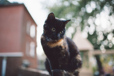 Low angle view of cat