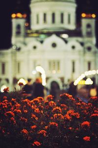 Close-up of flowers in city at night