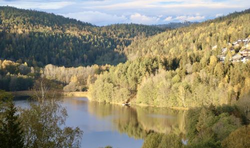 Scenic view of lake by trees in forest against sky