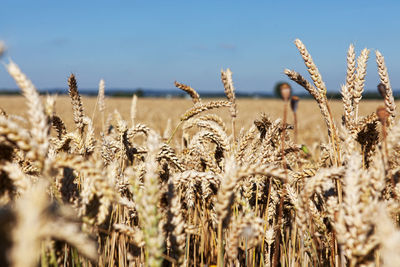 Close-up of wheat growing on field against sky