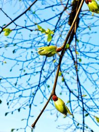 Low angle view of plant on branch against blue sky