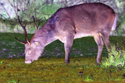 Deer in a field