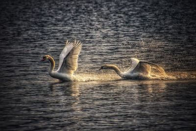 Swan swimming in lake