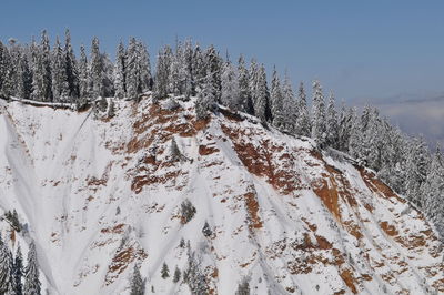 Panoramic view of trees on snow covered landscape