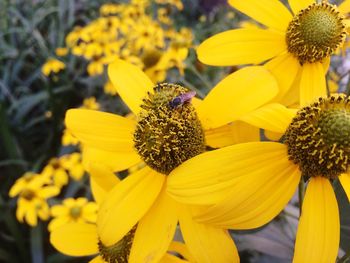 Close-up of bee pollinating yellow coneflower