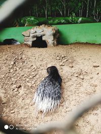 High angle view of bird on field