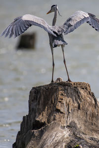 Bird perching on tree stump in lake
