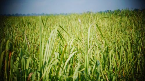 Crops growing on field against sky