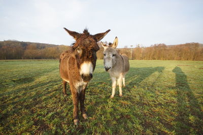 Portrait of horse standing on field