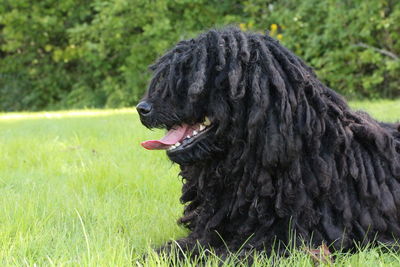 Close-up of puli dog relaxing on grassy field