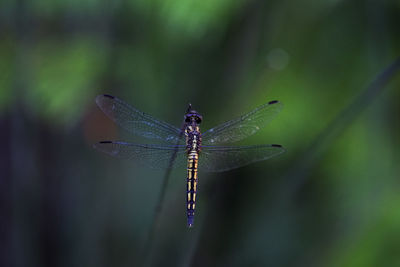 Close-up of dragonfly on leaf