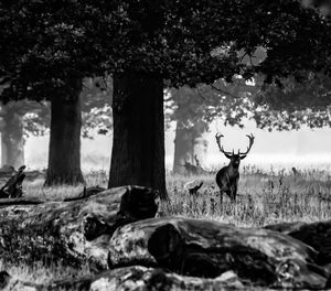 Deer on field in forest