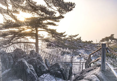 Trees by plants against sky during winter