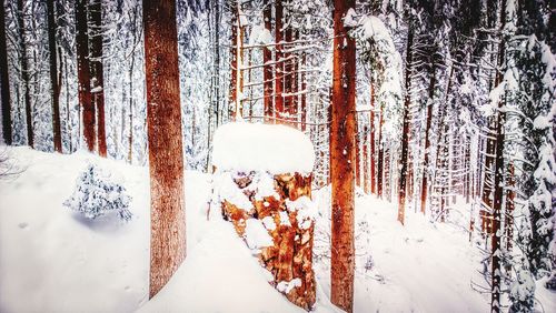Bare trees on snow covered landscape