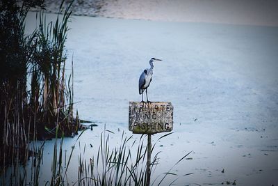 Bird perching on branch against lake