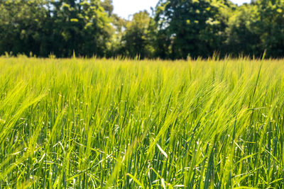 Crops growing on field