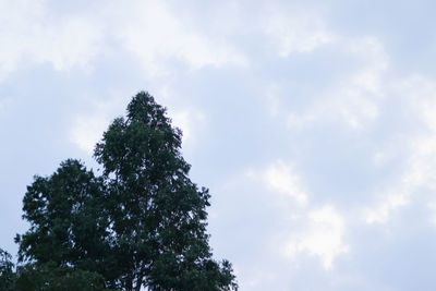 Low angle view of tree against sky