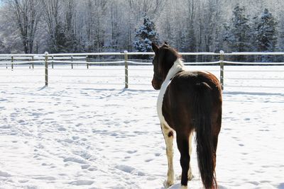 Horse standing on snow field