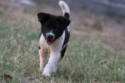 Portrait of dog running on field