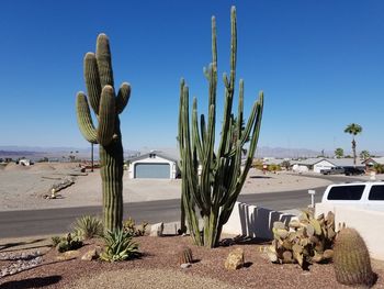 Front yard cacti