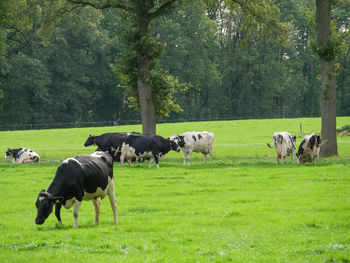 Fields and meadows near winterswijk in the netherlands