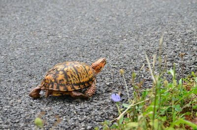 High angle view of shells on road