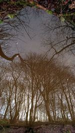 Bare trees in forest against sky