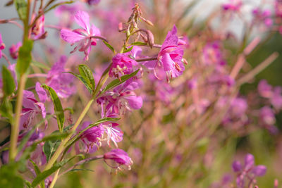 Close-up of pink flowering plant