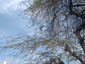 Low angle view of bird on branch against sky