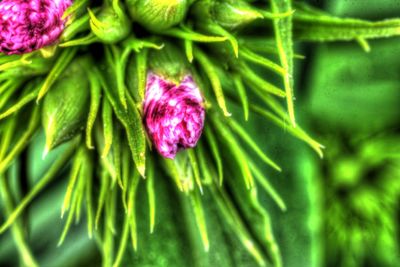 Close-up of pink flower