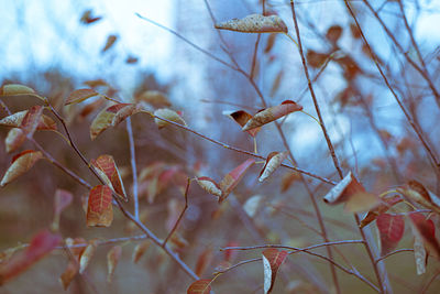 nature