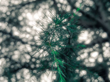 Close-up of pine tree