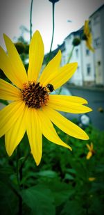 Close-up of yellow flower