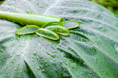 Close-up of wet plant leaves during rainy season