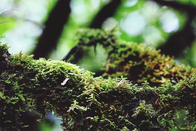 Close-up of moss growing on tree