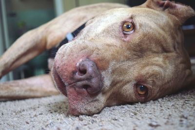 Close-up portrait of a dog