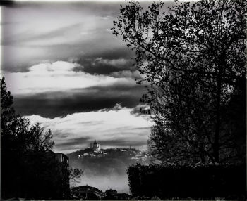 Trees against cloudy sky