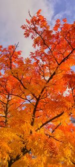 Low angle view of tree against orange sky