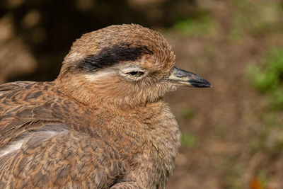 Close-up of a bird