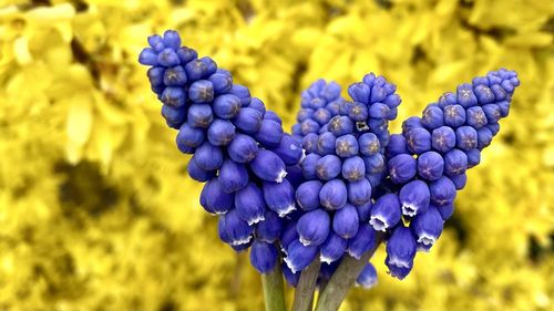 Close-up of purple flowering plant on field