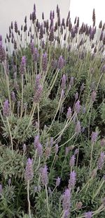 Close-up of lavender flowers blooming on field