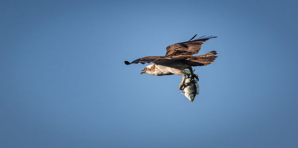 Low angle view of bird flying with fish in claws