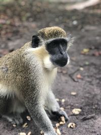 Close-up of monkey looking away