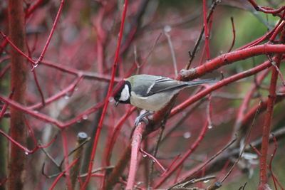 Close-up of bird perching on branch