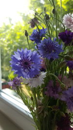 Close-up of purple flowers