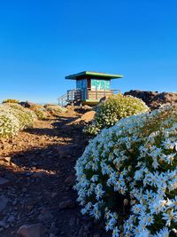 Flowering plants on field against clear blue sky