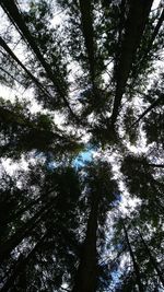 Low angle view of trees in forest