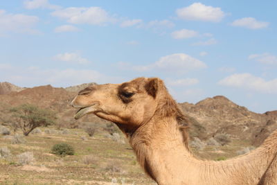 Side view of a horse on land