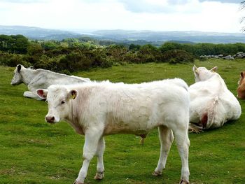 Cows on field against sky